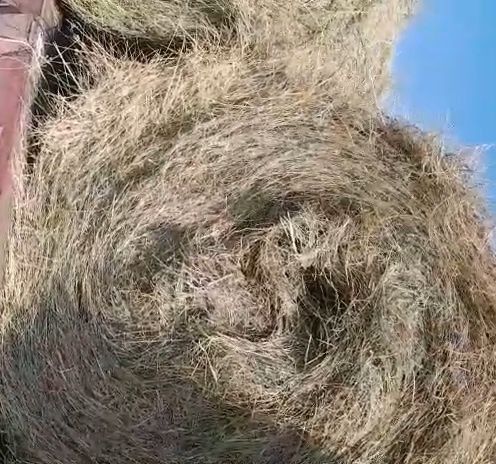 Шөп! Рулон с доставкой,