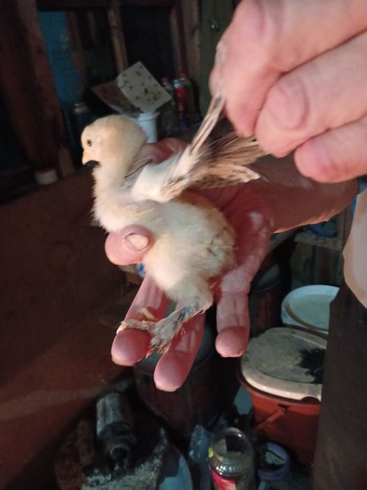 Продам брама цыплят