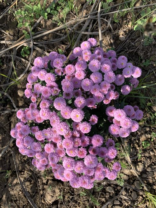 Глобус цветы в наличии vip