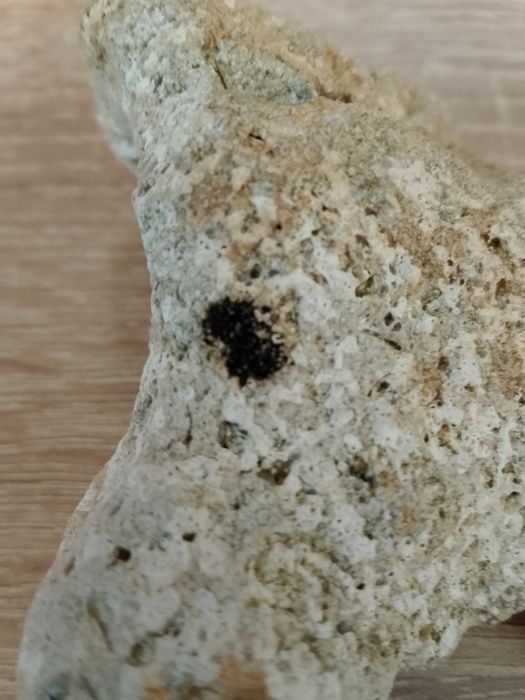 A gray rock (I think its a fossil shell but not sure)
