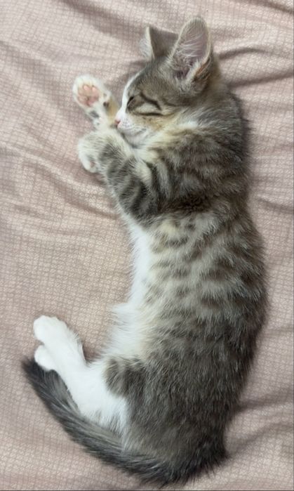 Котенок который приносить удачу