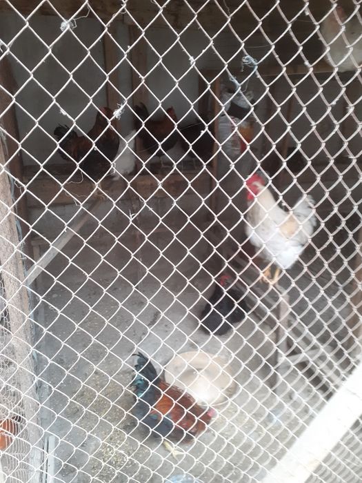 Продаю домашних петухов количество 4 штук