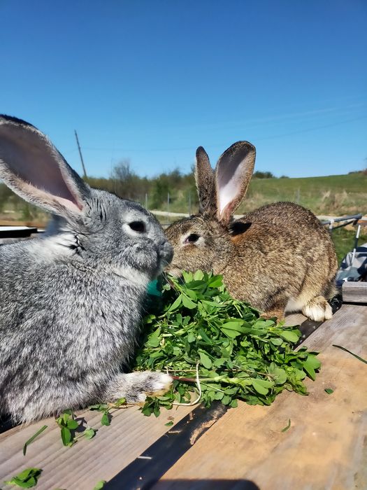 Iepuri pereche de vanzare