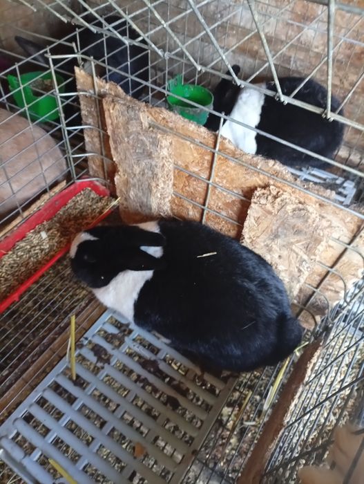 Iepurași Rex pitic pui și rățoi leșești.