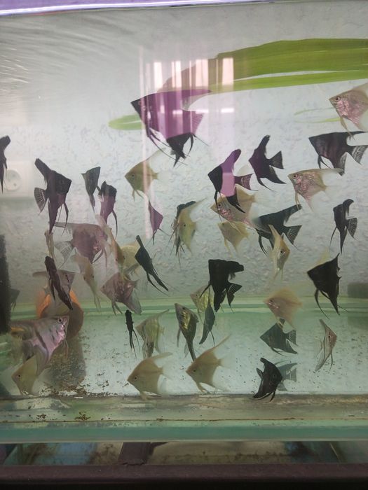 Продаются рыбки для аквариума