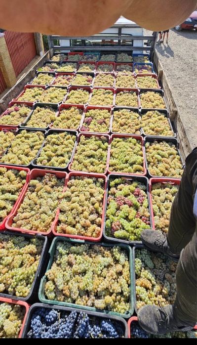 Vand struguri de vin