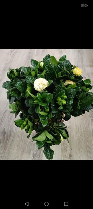 Азалия! Каланхоэ!Гордения!