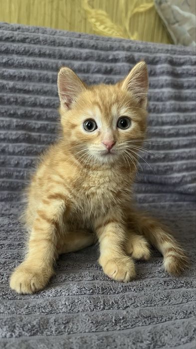 Котенок ищет себе свою семью. Кот