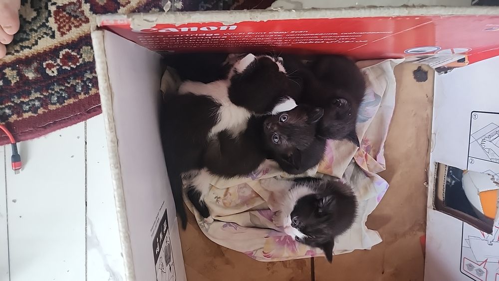 Отдам бесплатно домашние кошки