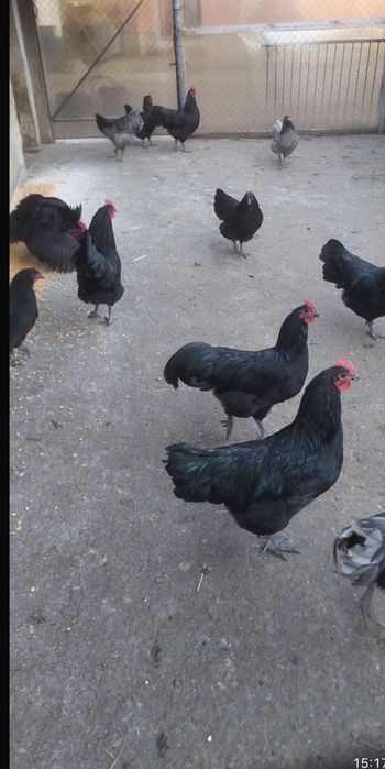 Vand familie de australorp , 4 gaini si un cocos/4 familii