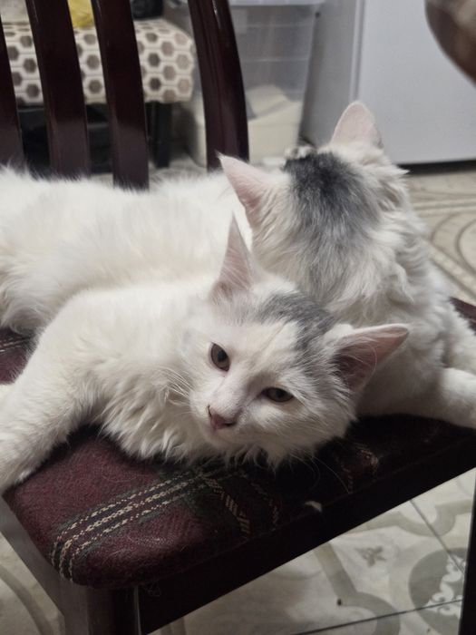 Котята в добрые руки
Красивые,