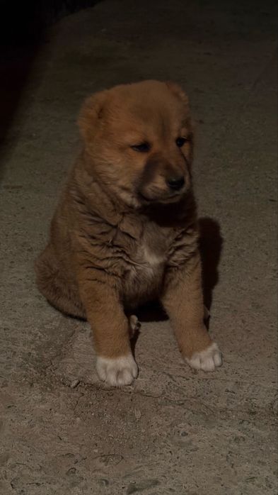 Алабай күшік сатылады