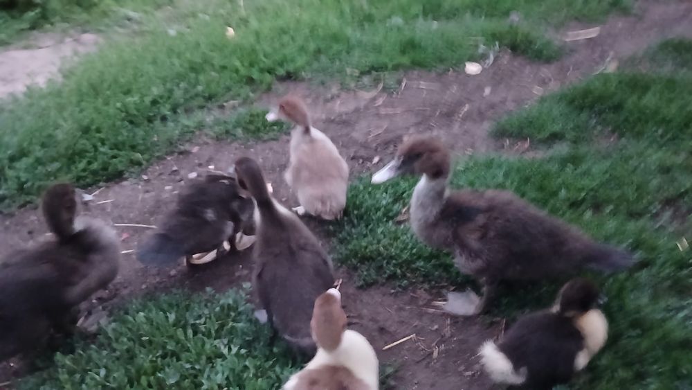 Индаутята продам