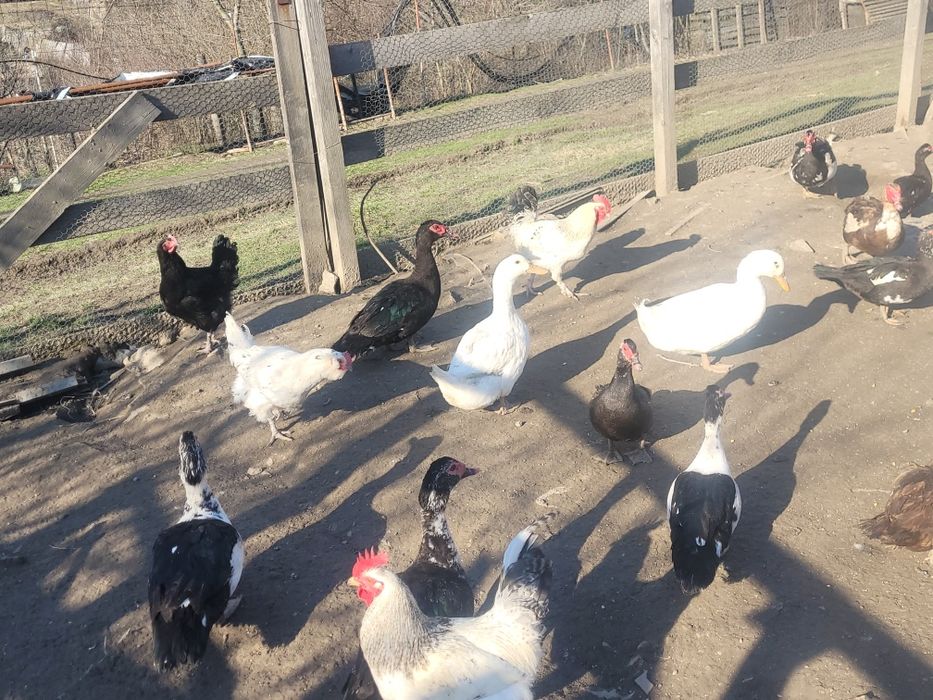 Vând păsări unele de rasa