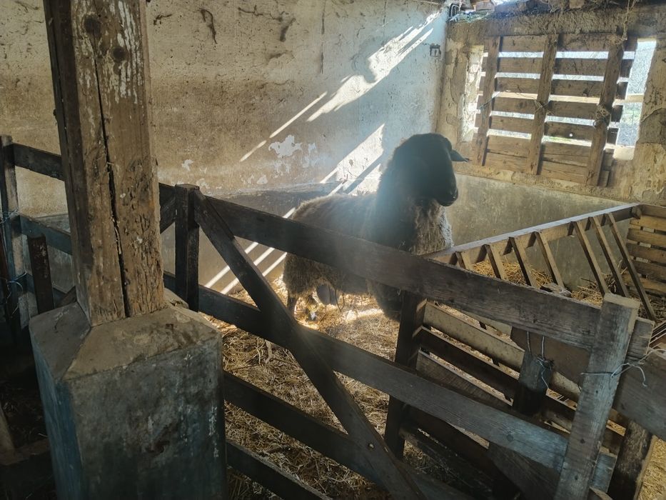 Berbec Carabaș Sârbesc de prăsilă – 2 ani