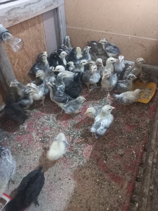Продам цыплят месячных