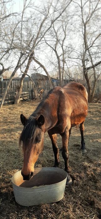 Продам лошадей цена договорная