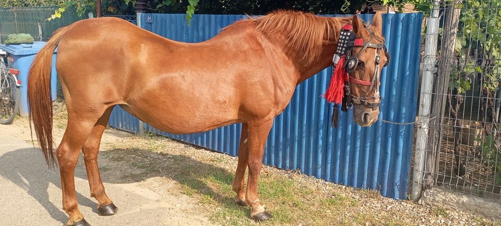 Iapă blândă și cuminte