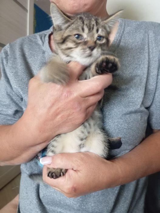 Отдам в добрые руки котят