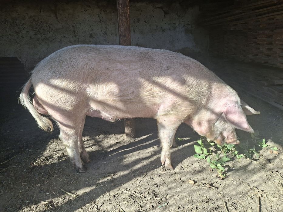Продам на племя кабана