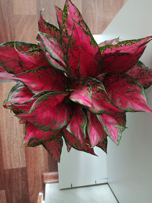 Цветы комнатные аглонема red