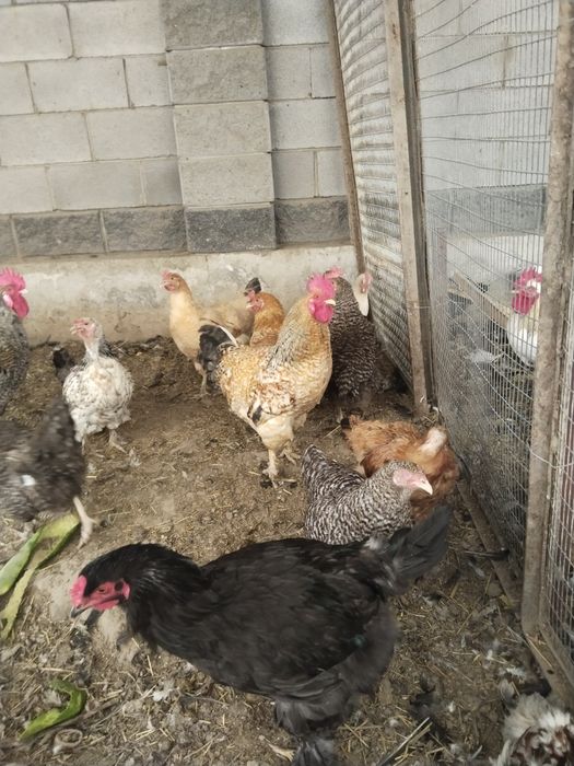 Продам курей пародистые