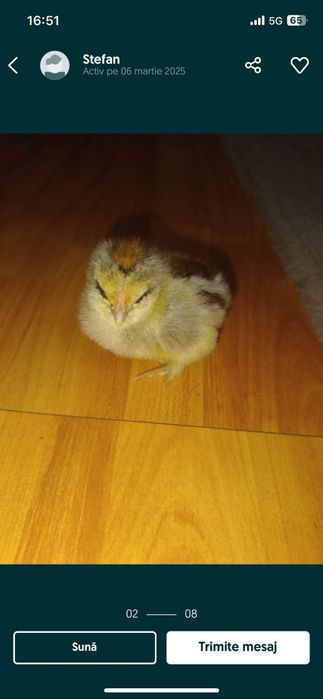 Pui Wiandott, Brahma, Austrolop, Gât golaș, Încălțați, Bărboși.