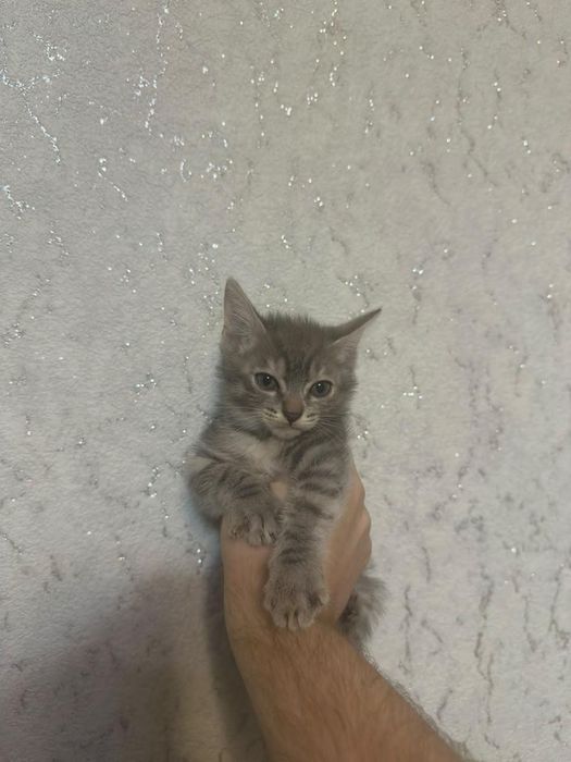 Отдам котят в хорошие руки