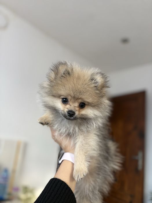 Мини померанче на 3 месеца