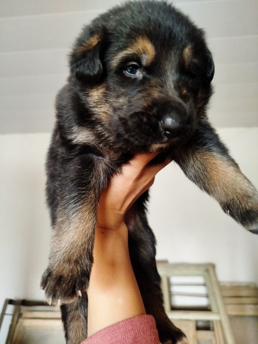 Готовятся к продаже щенки овчарки