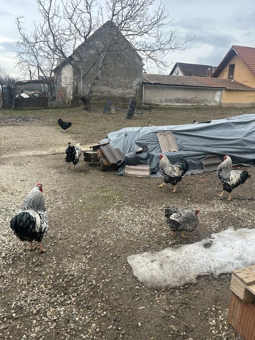 Vand Cocosi Wyandotte ,an 2025