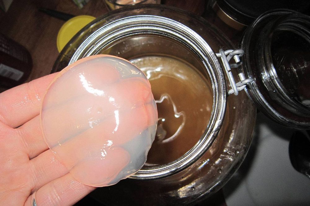 Продаём чайный гриб