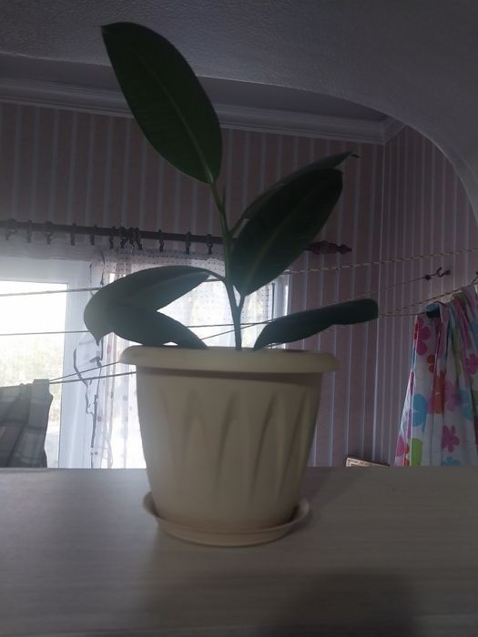 Комнатные цветы срочно