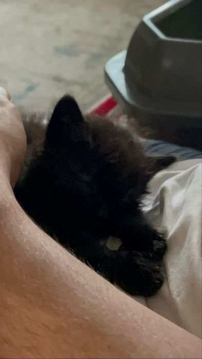 Котенок черный, бесплатно