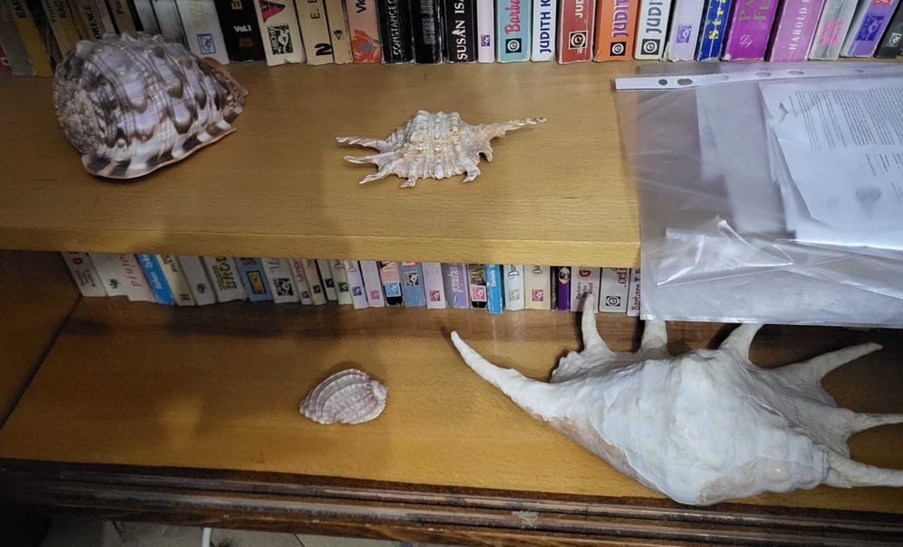 Scoici si melci naturale