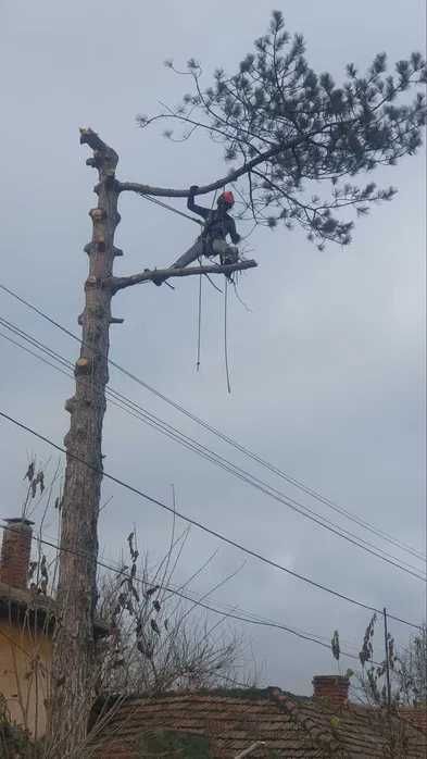 Сечене рязане оформяне на опасни дървета Арборист Вишка Кран - Договор