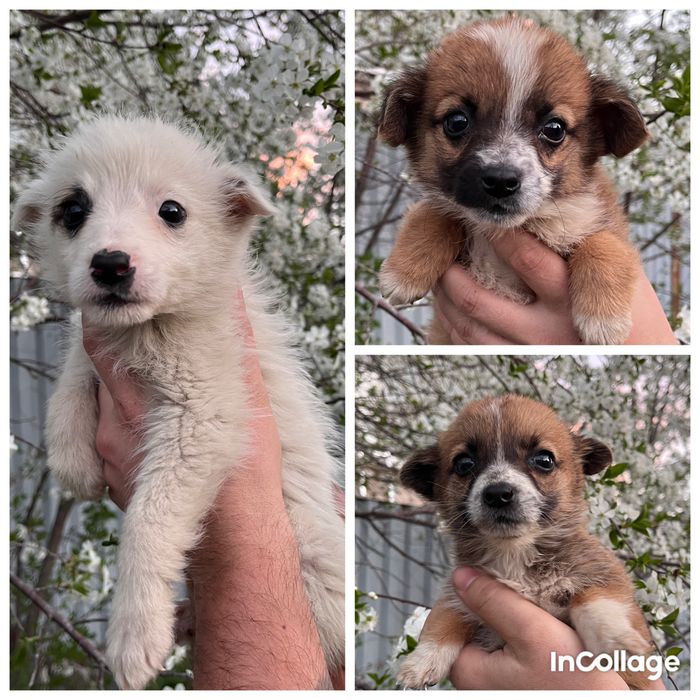 Щенки в добрые руки