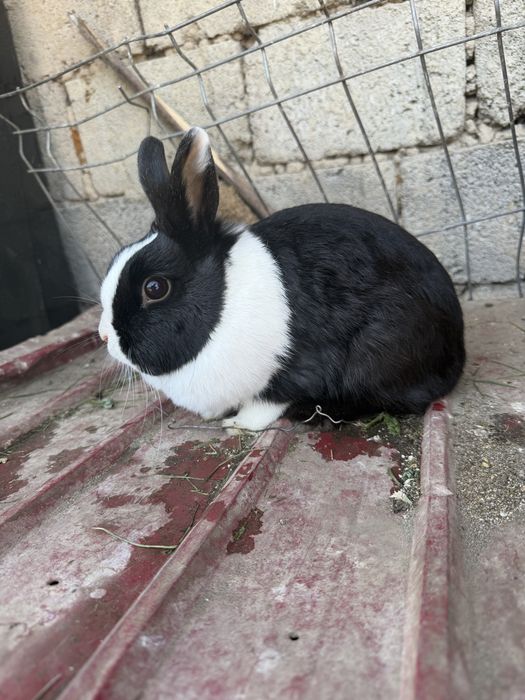 De vânzare iepuroaica pitica