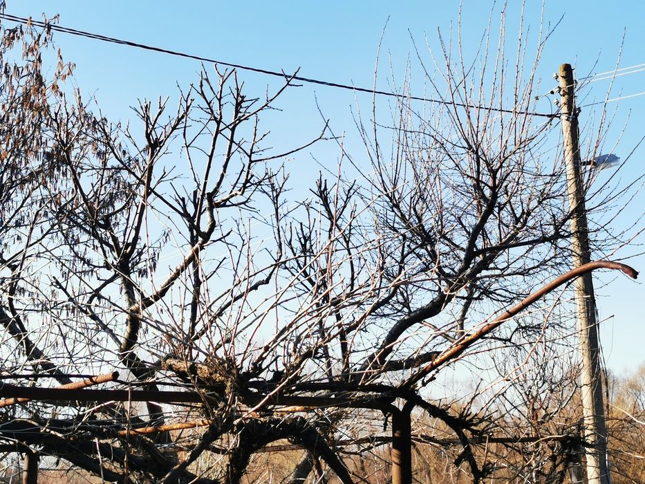 Подрязване на дървета и лозя,косене и чистене на дворове