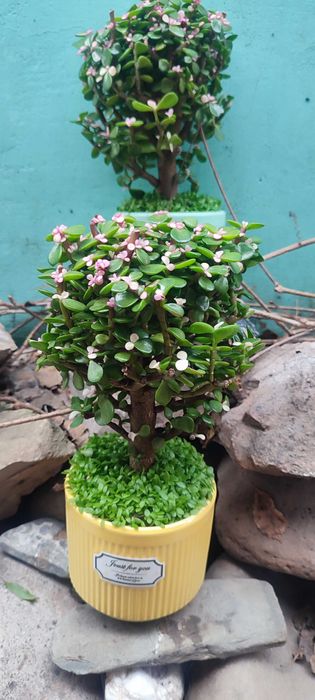 Красула с цветами или денежное дерево