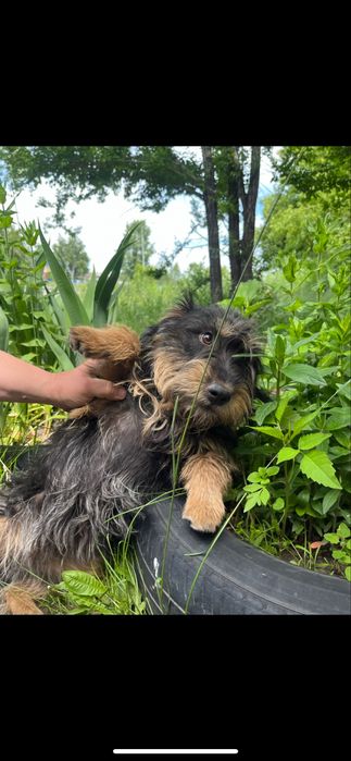 Продам щенков ягдтерьер