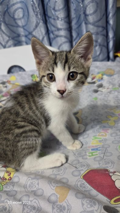 Mushuk insonga bepul (Felis catus)