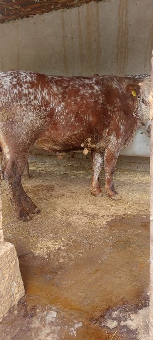 3 бас бұқа сатылады