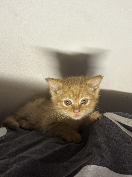 Котенок два месяца