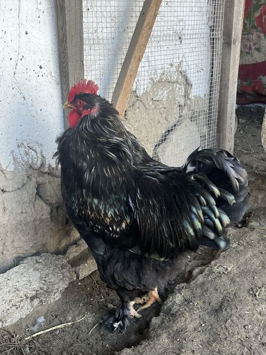 Продается породистые петухи