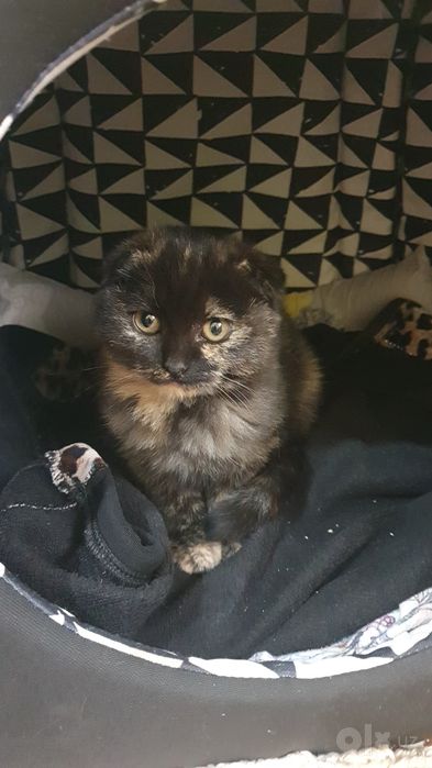 Шатланский скотиш фолд