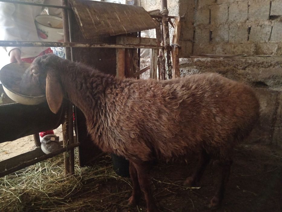 Urgochi nasli qirgiz sogliq qoy  ургочи