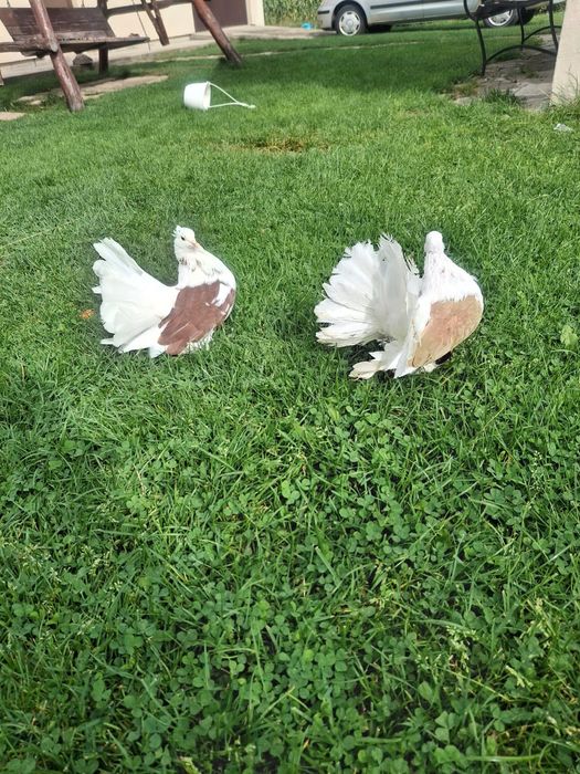 Vand porumbei voltati indieni