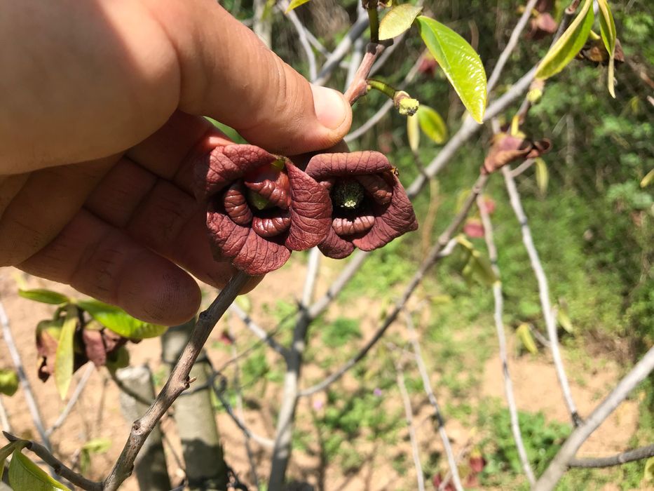 Индиански банан, Асимина трилоба, Asimina triloba,семена и растения