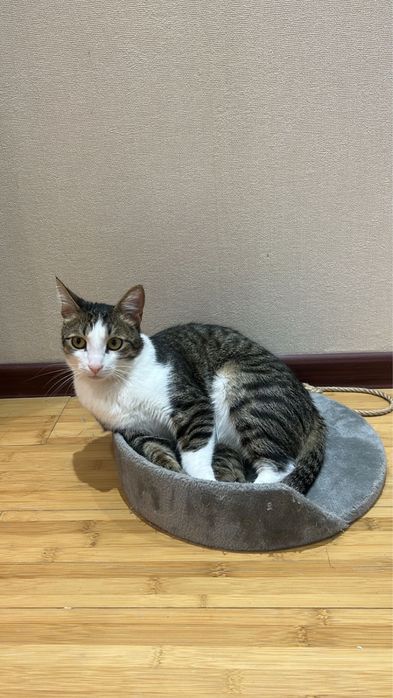 Пропал домашний котик по кличке Рами!